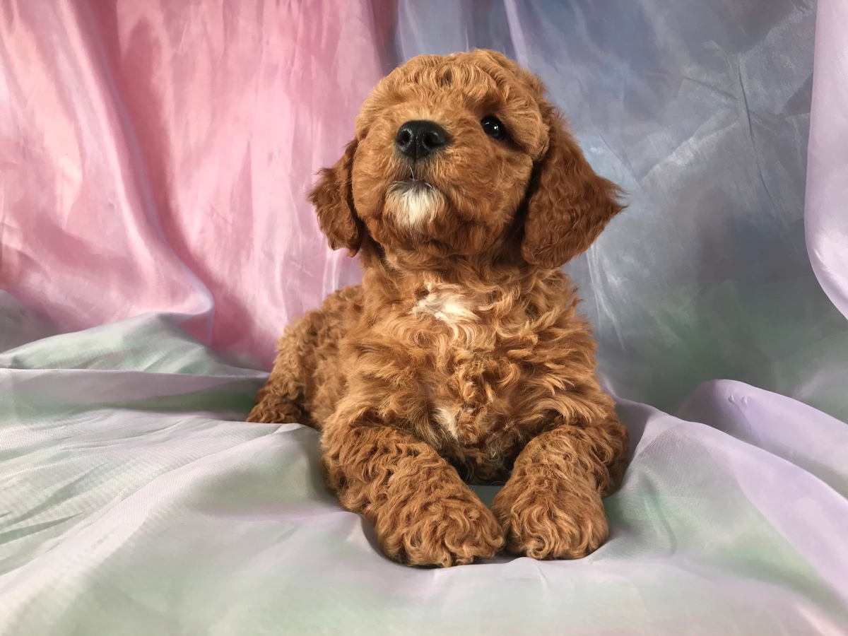Apricot Miniature Goldendoodle Puppy for Sale in North Iowa DOB 12-31-2019